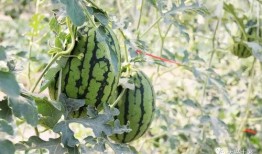 威海吃瓜网红,威海网红吃瓜达人带你探秘当地美食圈