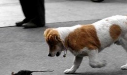 狗抓老鼠新闻爆料视频大全,揭秘动物界的另类英雄事迹