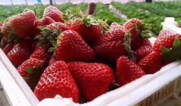 草莓大爆料视频