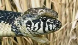 长生蛇在线观看,穿越时空的神秘之旅