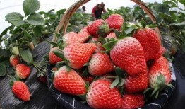 草莓农药爆料视频大全下载,揭露农业用药真相