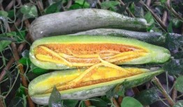 北海网红吃瓜,揭秘网络红人的幕后故事