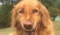 金毛和姐姐娱乐吃瓜酱,娱乐吃瓜酱的趣味日常