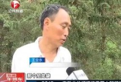 采茶老太爆料视频,视频背后不为人知的茶山故事