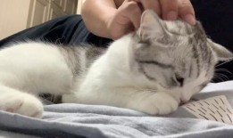 母猫在线观看全集,网络直播下的温馨冒险