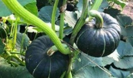 徐州吃瓜网红是谁啊,吃瓜达人背后的故事