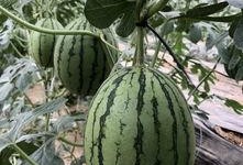 云南怒江吃瓜网红是谁啊,揭秘云南怒江的“瓜王”传奇