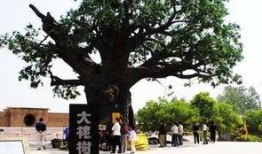 大槐树在线观看,寻根之旅，揭秘家族传奇