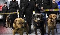 在线观看警花与警犬,热血追踪，守护正义的温馨搭档