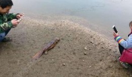 武汉小区下水道爆料视频,惊现惊人真相！