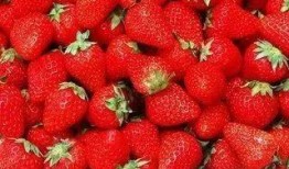 草莓农药爆料视频大全下载,揭露农业用药真相