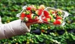 草莓大爆料视频