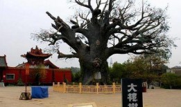 大槐树在线观看,寻根之旅，揭秘家族传奇