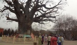 大槐树在线观看,寻根之旅，揭秘家族传奇