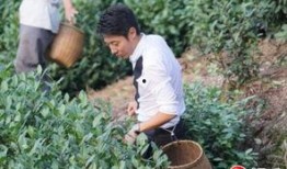 采茶老太爆料视频播放,揭秘茶叶市场背后真相