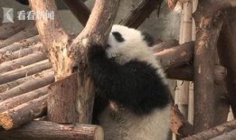 网红爆料大熊猫视频播放,视频播放量爆表引网友热议