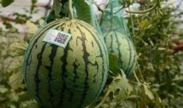 河北瓜最新爆料,揭秘背后惊人真相