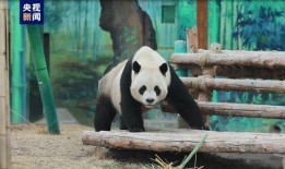 娱乐吃瓜酱动物园,揭秘娱乐圈背后的趣味故事