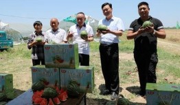 小粽吃瓜日记在线观看免费,揭秘网络热点的幕后故事