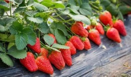 草莓农药爆料视频大全下载,揭露农业用药真相