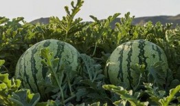 徐州吃瓜网红是谁啊,吃瓜达人背后的故事