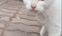 猫咪爆料视频大全集,视频大全集精彩瞬间回顾