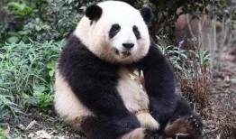 网红爆料大熊猫视频播放,视频播放量爆表引网友热议