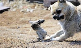 狗抓老鼠新闻爆料视频大全,揭秘动物界的另类英雄事迹