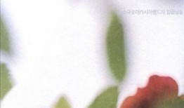 韩国洋槐在线观看,在线观看，感受浪漫槐花飘香之旅