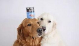 金毛和姐姐娱乐吃瓜酱,娱乐吃瓜酱的趣味日常