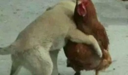 福清鸡哥爆料事件视频最新,揭秘事件背后真相