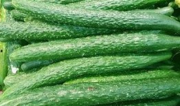 河北瓜最新爆料,揭秘背后惊人真相