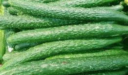 河北瓜最新爆料,揭秘背后惊人真相