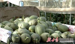 河北瓜最新爆料,揭秘背后惊人真相