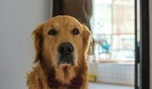 金毛和姐姐娱乐吃瓜酱,娱乐吃瓜酱的趣味日常