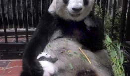 网红爆料大熊猫视频播放,视频播放量爆表引网友热议