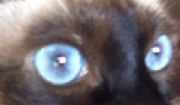 猫脸女孩爆料视频大全最新,揭秘网络红人神秘面纱