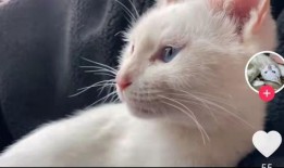 猫咪爆料视频大全集,视频大全集精彩瞬间回顾