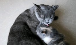 母猫在线观看全集,网络直播下的温馨冒险