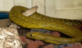 长生蛇在线观看,穿越时空的神秘之旅