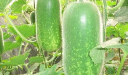 网红泡泡与黄钰杰吃瓜,一场吃瓜盛宴背后的故事