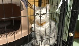 母猫在线观看全集,网络直播下的温馨冒险