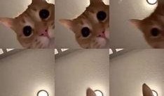 猫咪爆料视频大全集,视频大全集精彩瞬间回顾